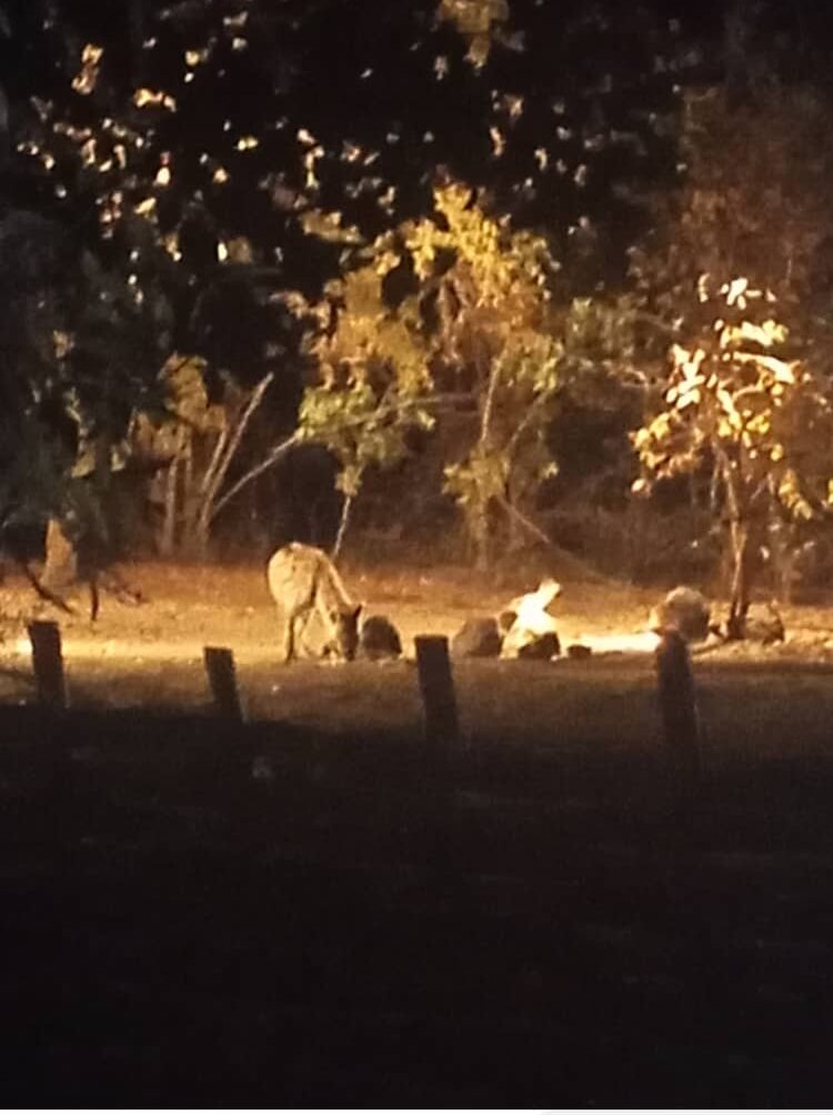 saint louis travelinsenegal 6