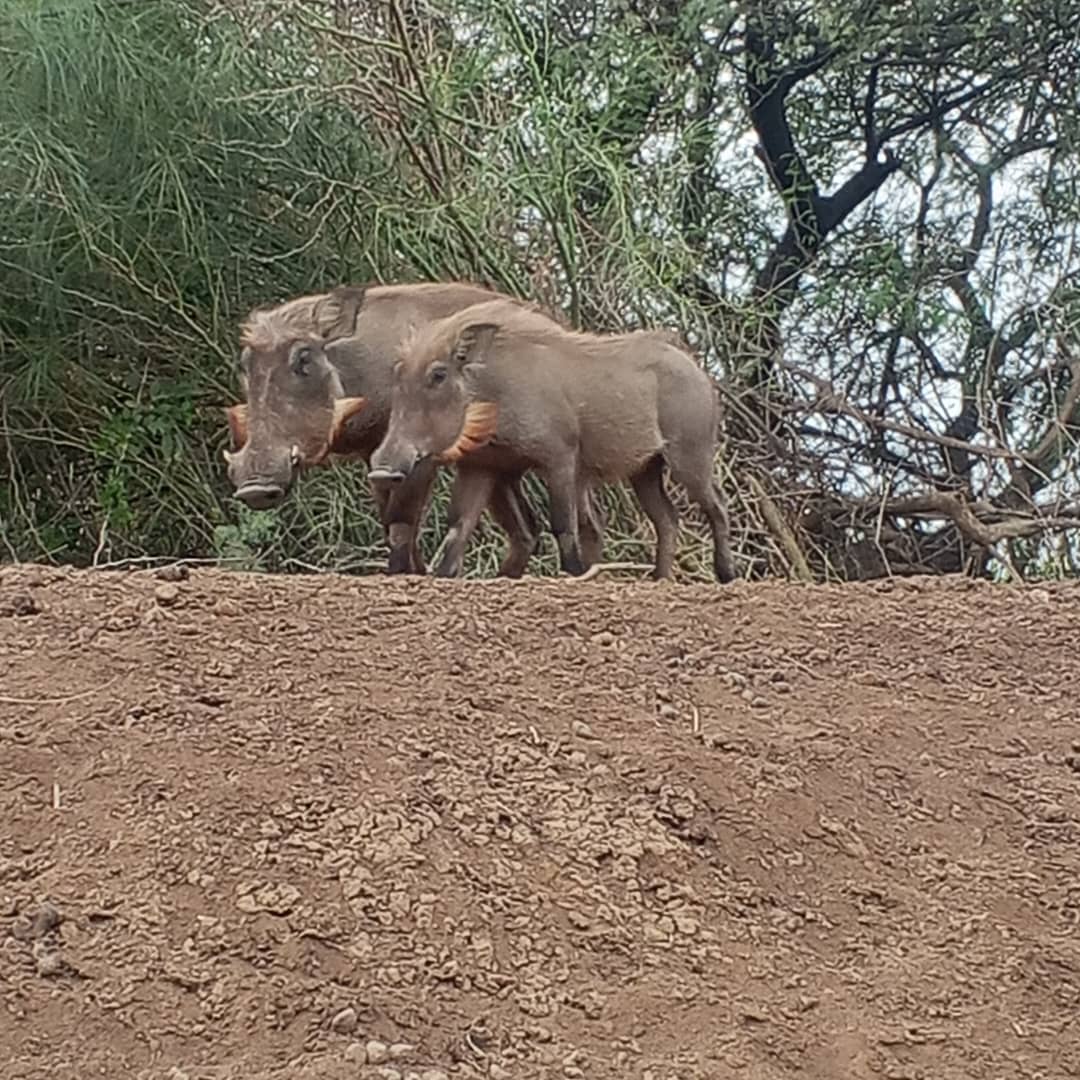 saint louis travelinsenegal 14