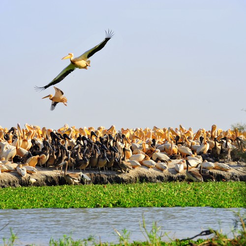 parc national oiseaux djoudj senegal travelinsenegal